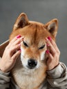 A Shiba Inu dog is gently framed by human hands, showcasing its expressive eyes