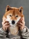 A Shiba Inu dog is gently framed by human hands, showcasing its expressive eyes