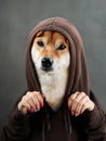 A Shiba Inu dog is gently framed by human hands, showcasing its expressive eyes