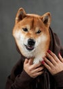 A Shiba Inu dog is gently framed by human hands, showcasing its expressive eyes