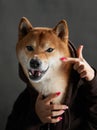 A Shiba Inu dog is gently framed by human hands, showcasing its expressive eyes