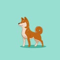 Shiba Inu Dog