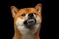 Shiba inu Dog, Isolated Black Background Royalty Free Stock Photo