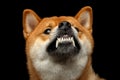 Shiba inu Dog, Isolated Black Background Royalty Free Stock Photo