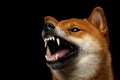 Shiba inu Dog, Isolated Black Background Royalty Free Stock Photo