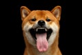 Shiba inu Dog, Isolated Black Background