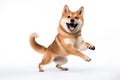 Shiba Inu dog its paws lifted in delight and a joyful expression on its face