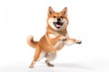 Shiba Inu dog its paws lifted in delight and a joyful expression on its face