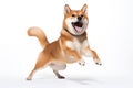 Shiba Inu dog its paws lifted in delight and a joyful expression on its face