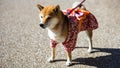 Shiba Inu dog with Japanese yukata costume