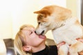 Shiba inu dog licks his owner face. Royalty Free Stock Photo