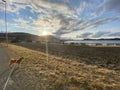 Shiba inu dog looking at sunset in Norway fjord and field