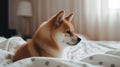 Shiba inu dog lying on bed at home. Selective focus. Royalty Free Stock Photo