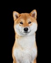 Shiba Inu dog portrait Royalty Free Stock Photo