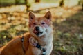 Shiba Inu dog in rose-colored glasses licks against yellow bokeh