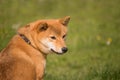 A shiba inu dog sits next to see what happens