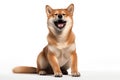 Shiba Inu dog sitting and raising its front paws in a playful gesture with a wide open mouthed smile and bright