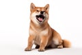 Shiba Inu dog sitting and raising its front paws in a playful gesture with a wide open mouthed smile and bright