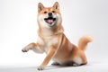 Shiba Inu dog sitting and raising its front paws in a playful gesture with a wide open mouthed smile and bright