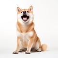 Shiba Inu dog sitting and raising its front paws in a playful gesture with a wide open mouthed smile and bright