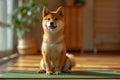 Shiba inu dog sitting on the yoga mat in the room, generative ai