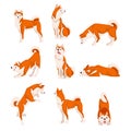 Shiba Inu Dog in Various Poses Set, Cute Japan Red White Fluffy Pet Animal Vector Illustration