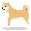 Shiba inu dog