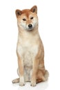 Shiba inu dog on white background