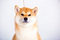 Shiba Inu dog on a white background