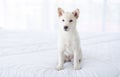 Shiba Inu dog white color Or Hokkaido Inu dog looking camera on the bed in the bedroom