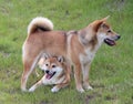 Shiba Inu Dogs