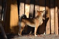 Shiba inu exploring