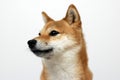 Shiba Inu Face close look