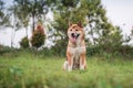 The Shiba Inu in the grass