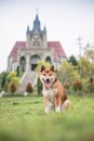 The Shiba Inu in the grass