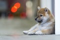 The Shiba Inu is interested, looking outside