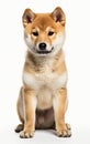 Shiba Inu Japanese breed dog sitting and looking at the camera in front isolated of white background Royalty Free Stock Photo