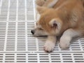 Shiba Inu is a Japanese dog breed is lying in a cage