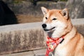 Shiba Inu; Japanese dog, portraiture