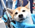 Shiba Inu Japanese dog is sitting in baby carriage, smiling softly