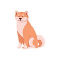 Shiba inu Japanese dog sitting on its paws, flat vector illustration isolated.