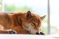 Shiba Inu Japanese dog sleeping on sofa in living room. Pet Lover concept. animal portrait with copy space Royalty Free Stock Photo