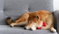 Shiba Inu Japanese dog sleeping on sofa in living room. Pet Lover concept. animal portrait with copy space Royalty Free Stock Photo