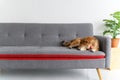 Shiba Inu Japanese dog sleeping on sofa in living room. Pet Lover concept. animal portrait with copy space Royalty Free Stock Photo