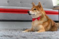 Shiba Inu Japanese dog with tie bowtie red on the carpet near sofa in living room. Pet Lover concept. animal portrait with copy Royalty Free Stock Photo