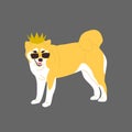 Shiba inu Japanese dog is wearing a golden crown and sunglasses. On gray background