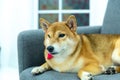 A Shiba Inu lying on a gray sofa Royalty Free Stock Photo