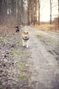 Shiba inu and Mountain dog running Royalty Free Stock Photo