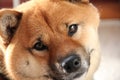 Shiba-Inu Pet Dog Royalty Free Stock Photo