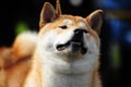 Shiba-Inu Pet Dog Royalty Free Stock Photo